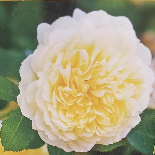 David Austin Rose 'The Pilgrim'