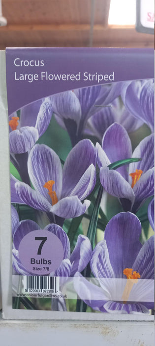 Crocus Large Flowered Striped