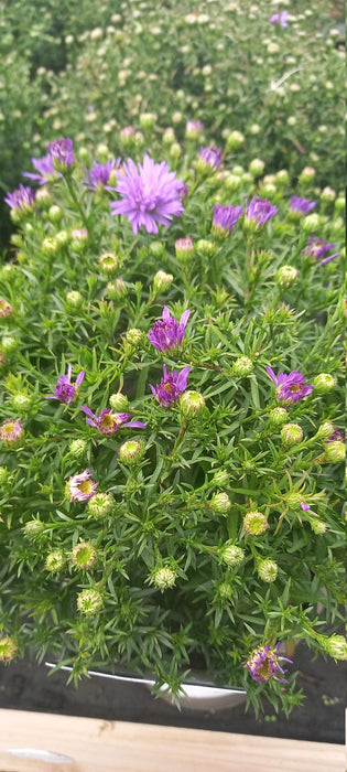 Aster Blue Lapis