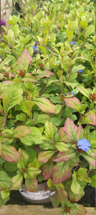 Ceratostigma 'Gentian Blue'