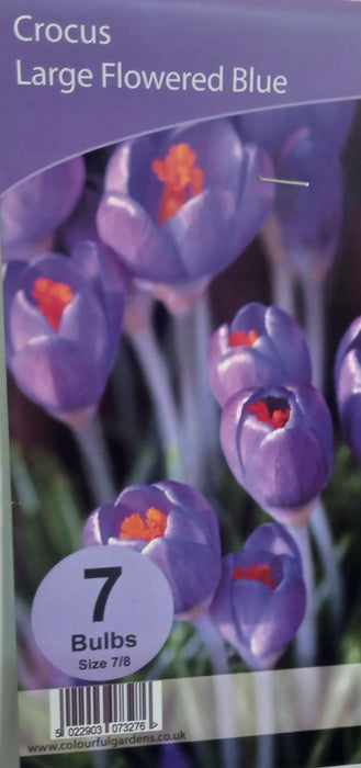 Crocus Large Flowered Blue