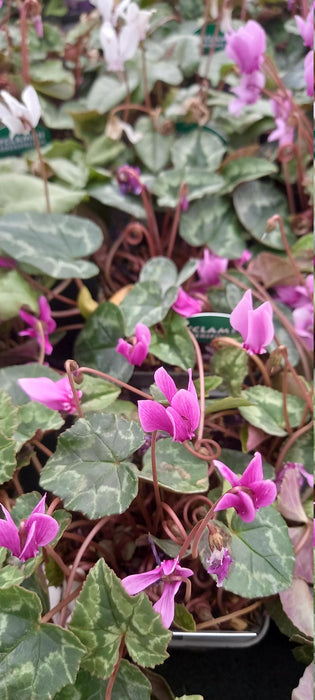 Hardy Cyclamen