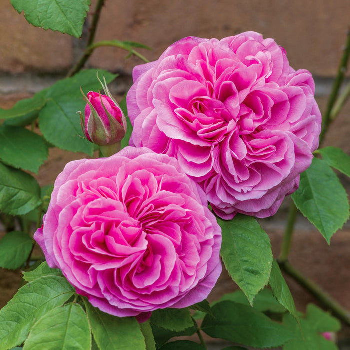 GERTRUDE JEKYLL CLG