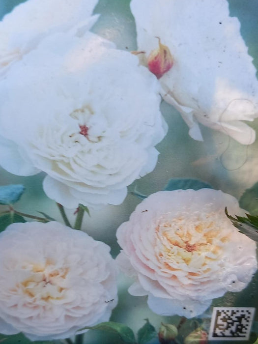 David Austin Rose 'Emily Bronte'