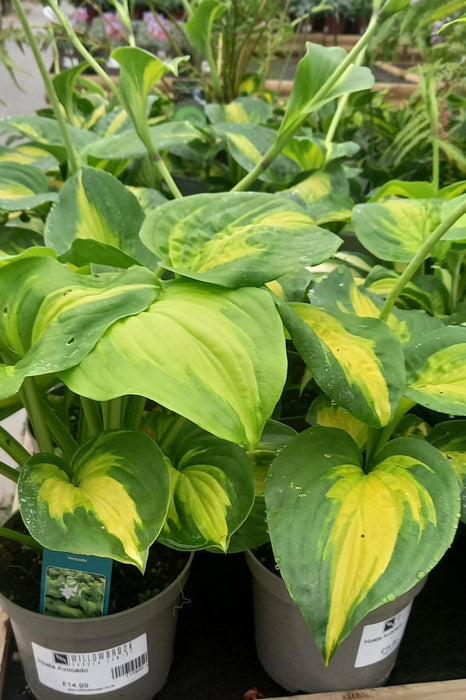 Hosta Avocado