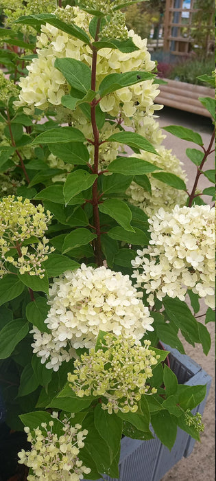 Hydrangea Paniculata Pinklight