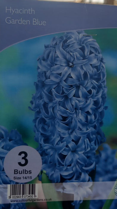 Hyacinth Blue