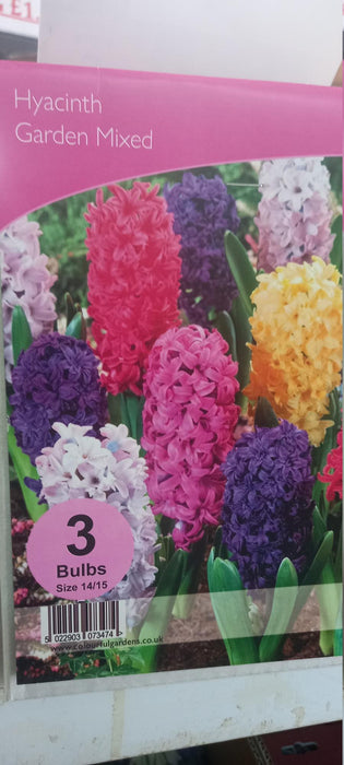 Hyacinth Garden Mixed