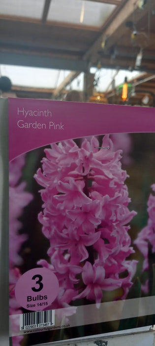 Hyacinth Pink