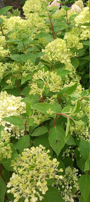 Hydrangea Redlight