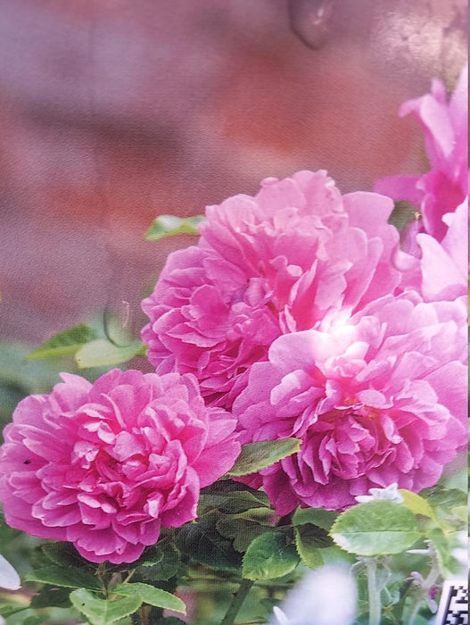 David Austin Rose 'Princess Anne'