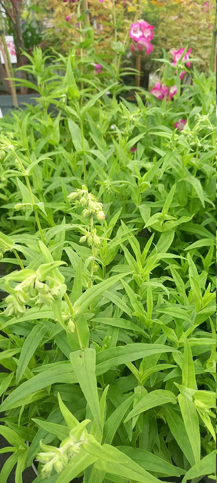 Penstemon 'Apple Blossom' 3L