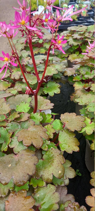 Saxifraga Dancing Pixies Tini