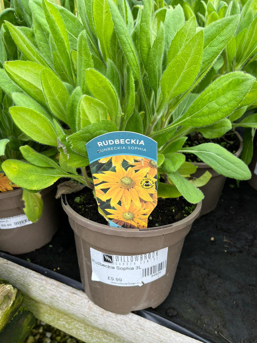 Rudbeckia Sophia 3L
