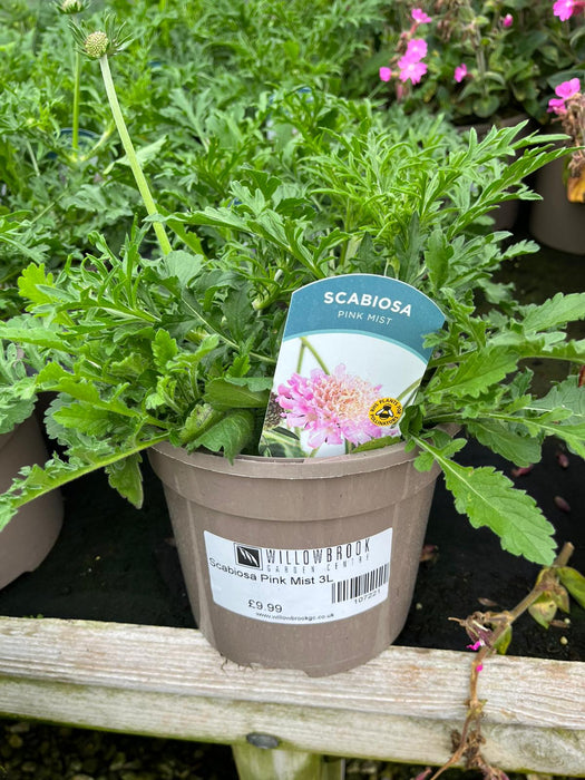 Scabiosa Pink Mist 3L