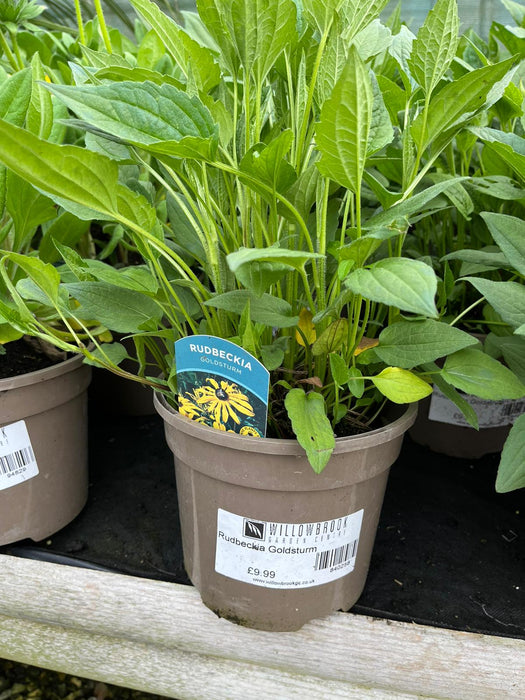 Rudbeckia Goldsturm