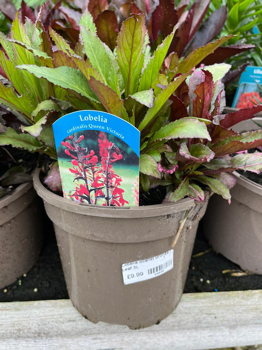 Lobelia Scarlet Bronze Leaf 3L