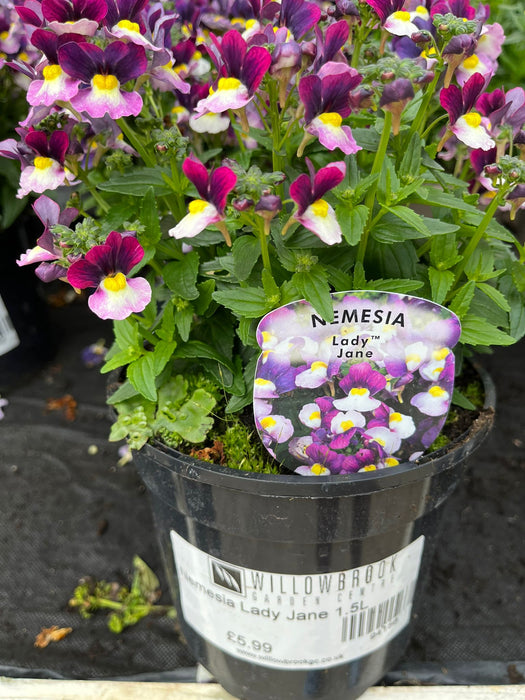 Nemesia Lady Jane 1.5L