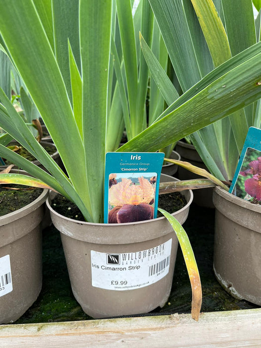 Iris Cimarron Strip
