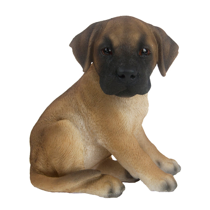 37000221 - GREAT DANE PUP SITTING