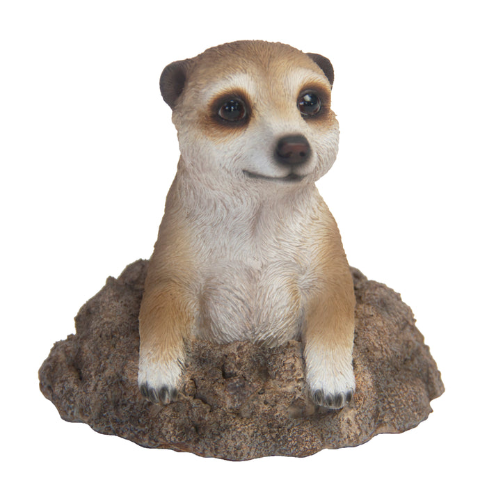 37000275 - MEERKAT IN HOLE