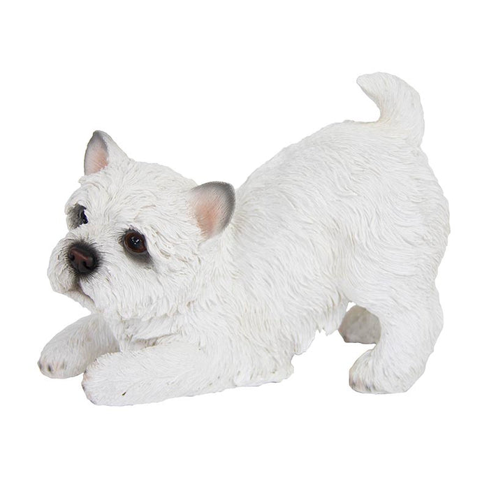 37000406 - WEST HIGHLAND TERRIER PLAYING
