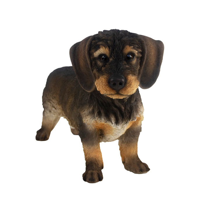 37000422 - WIREHAIRED DACHSHUND