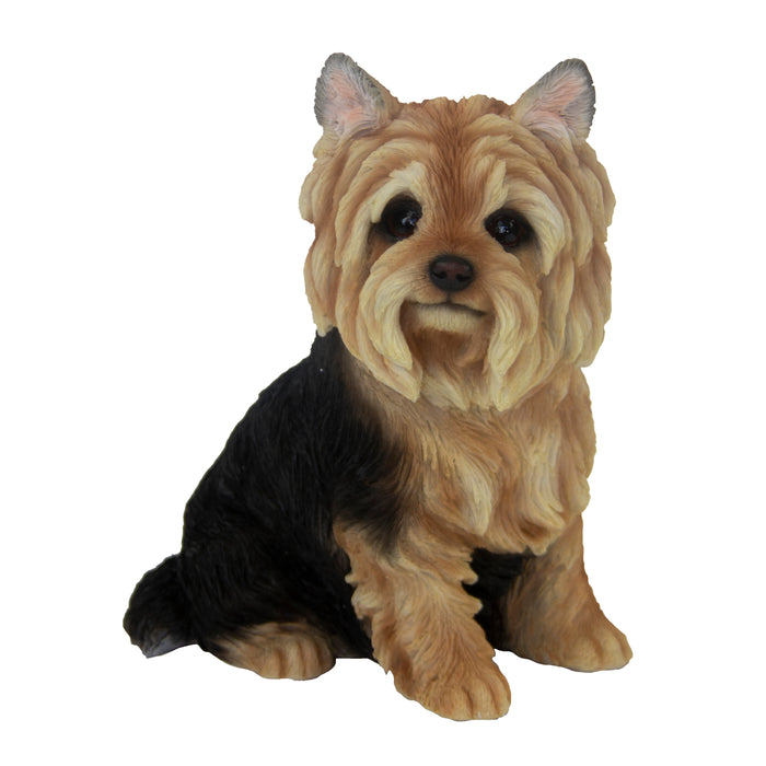 37000423 - YORKSHIRE TERRIER SITTING