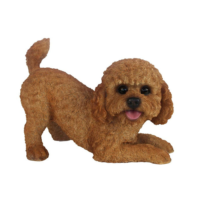 37000466 - LABRADOODLE