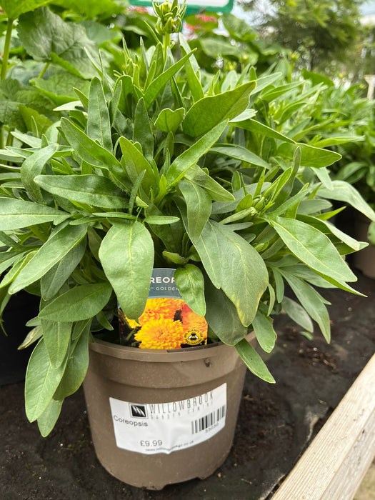 Coreopsis 3L