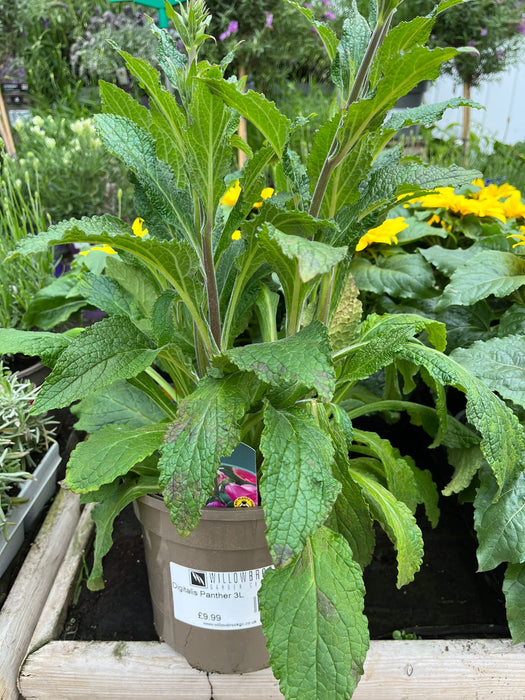Digitalis Panther 3L