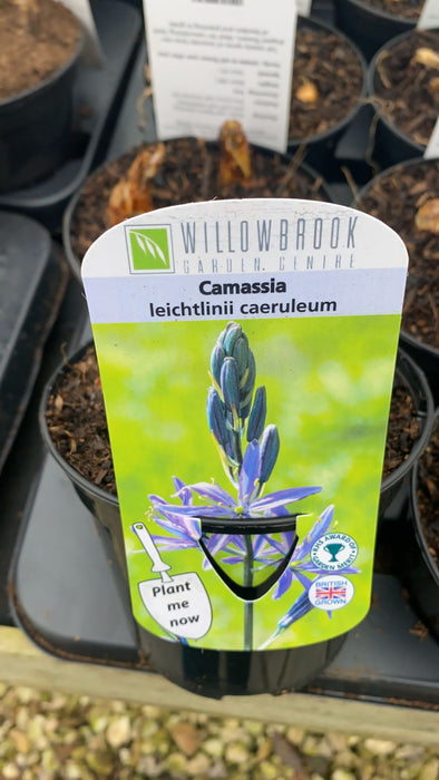 Camassia leichtlinii caeruleum