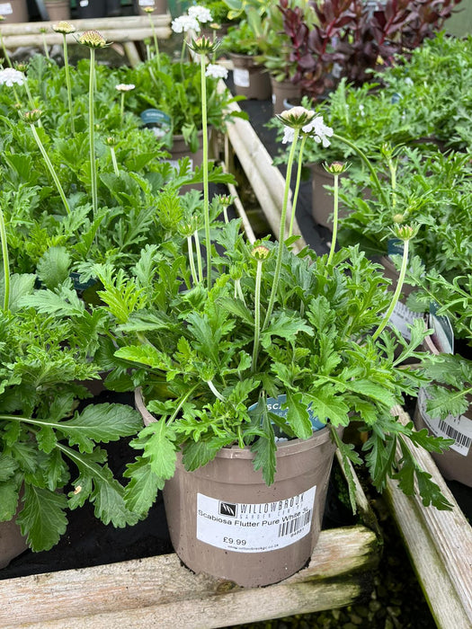 Scabiosa Flutter Pure White 3L