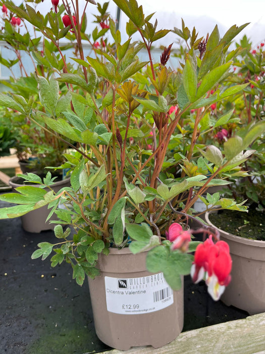 Dicentra Valentine