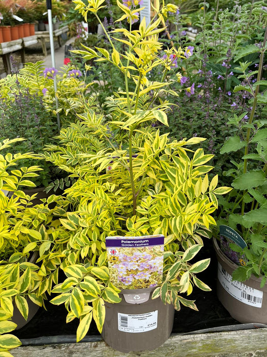 Polemonium Golden Feathers