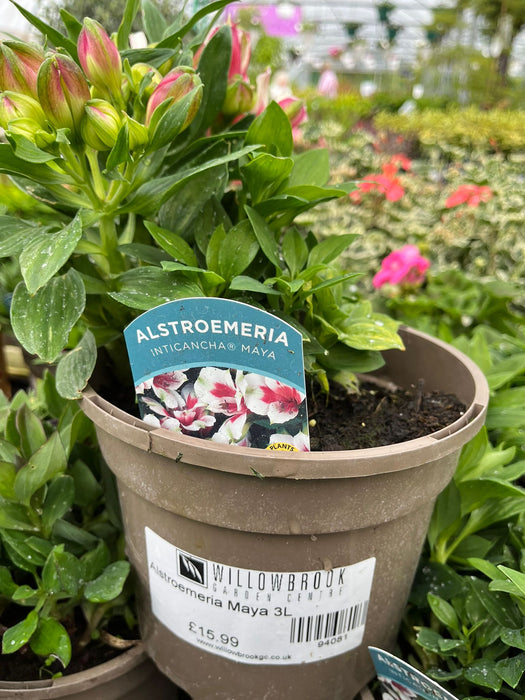 Alstroemeria Maya 3L