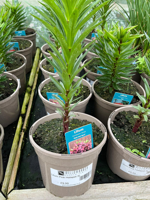 Lilium Pink Hotspot 3L