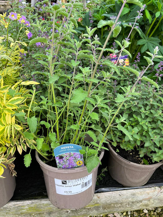 Nepeta Junior Walker 3L