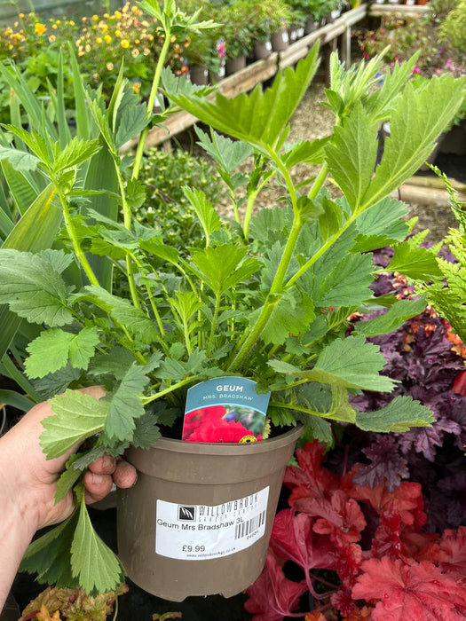Geum Mrs Bradshaw 3L