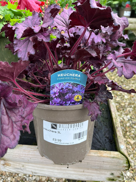 Heuchera 3L