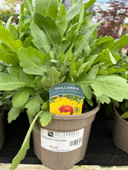 Gaillardia Citronella
