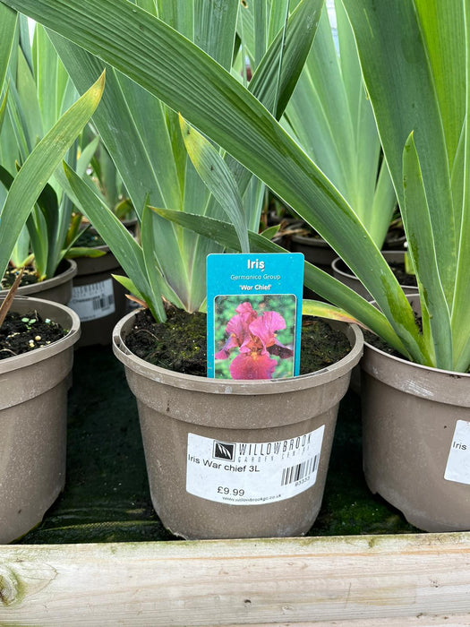 Iris War chief 3L
