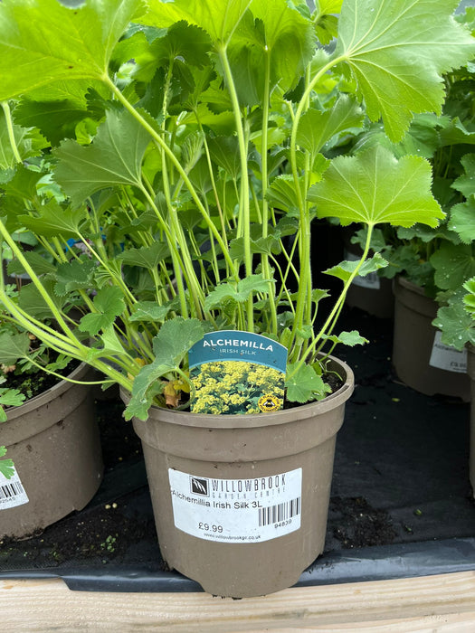 Alchemilla Irish SIlk 3L