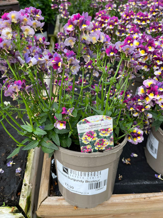 Nemesia Burgundy Bicolour