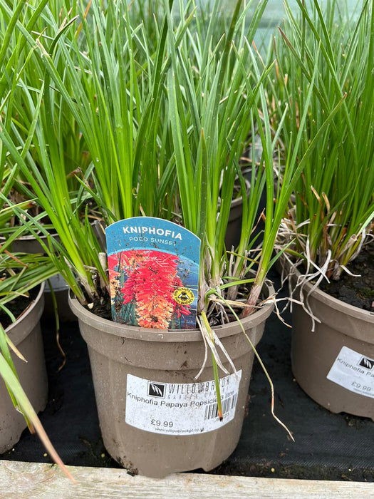 Kniphofia Papaya Popsicle 3 litre