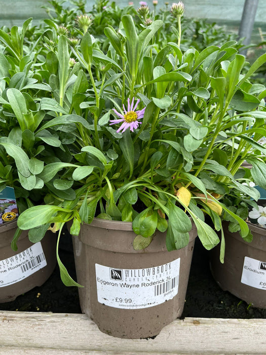 Erigeron Wayne Roderick 3L