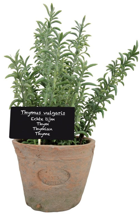 AH002 - ARTIFICIAL THYME IN AGED TERRACOT