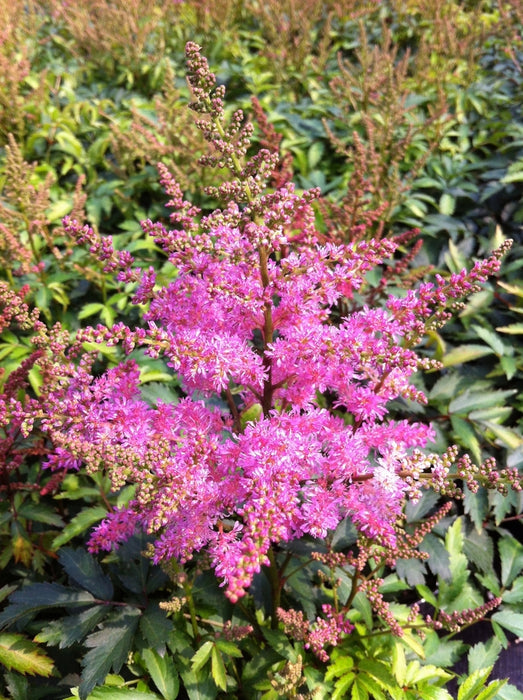 Astilbe Younique 'Lilac'