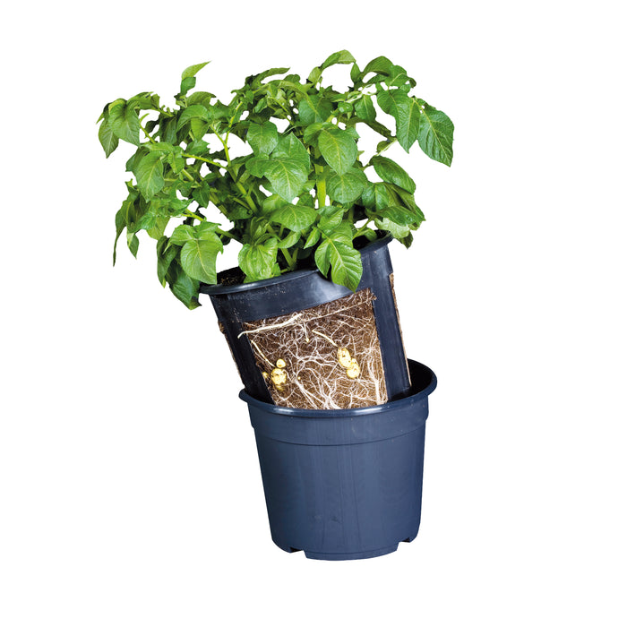 B1014 - POTATO POT