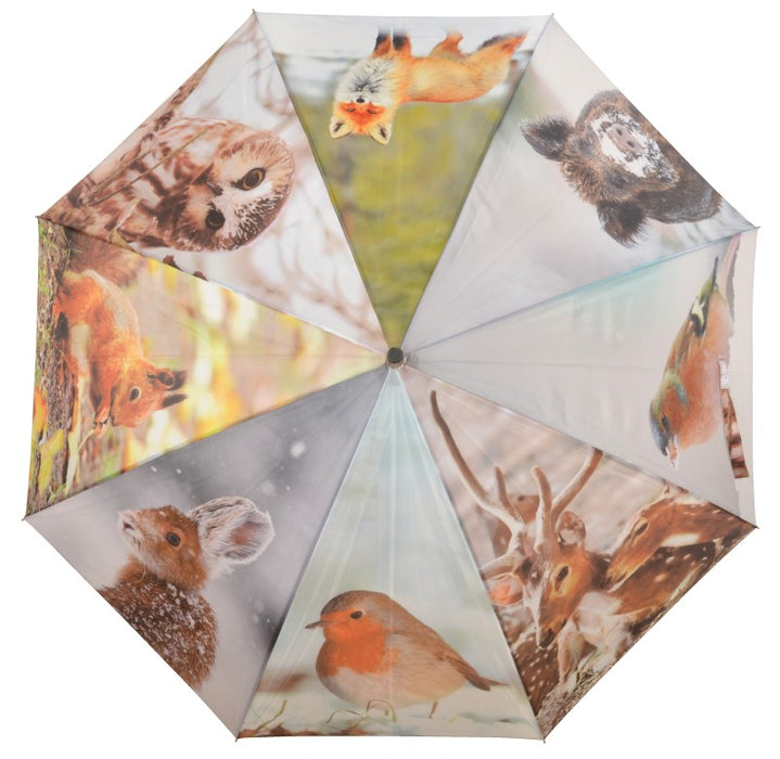 TP211 - UMBRELLA BUTTERFLIES
